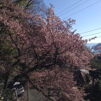 熱海桜1